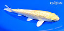 6.75" GINRIN YAMABUKI OGON