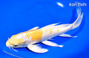 9.5" LEMON HARIWAKE BUTTERFLY