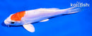 6" KIKUSUI