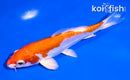 6" KIKUSUI