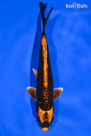 6.75" KIN ORENJI MATSUBA