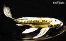 9.5" KIN KIKOKURYU BUTTERFLY