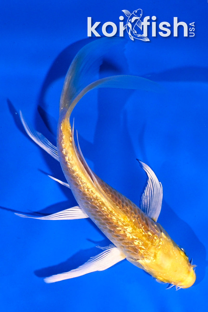 5" GINRIN YAMABUKI OGON BUTTERFLY