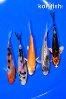 PACK OF (5) 4.25-4.5" MIXED STANDARD KOI
