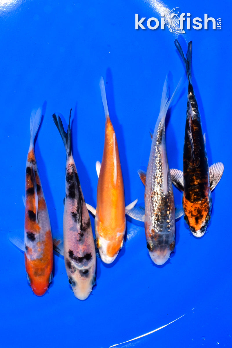PACK OF (5) 4.25-4.5" MIXED STANDARD KOI