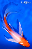 5.5" HARIWAKE BUTTERFLY