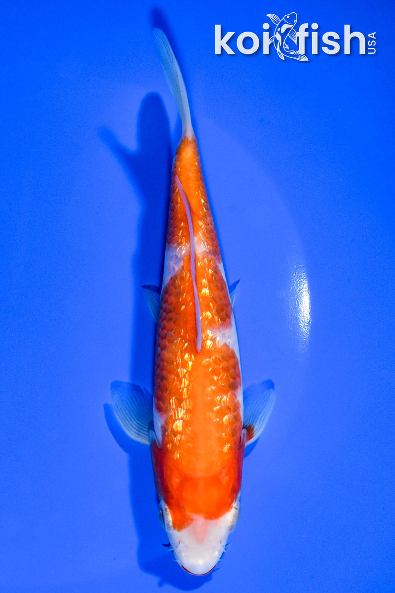 6" GINRIN KOHAKU