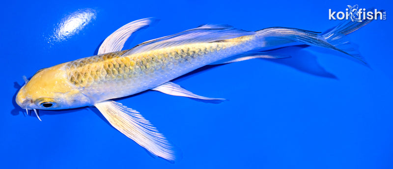 6.25" KUJAKU BUTTERFLY