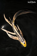 9.5" KIN KIKOKURYU BUTTERFLY