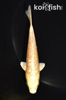 4.75" GINRIN ARAGOKE YAMABUKI OGON