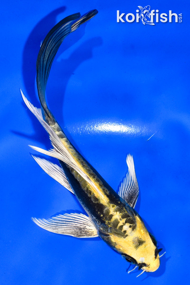 5.5" KIN KIKOKURYU BUTTERFLY