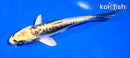 5" KIN KIKOKURYU