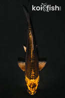 4.25" BENI KIKOKURYU