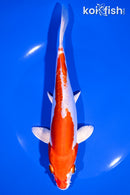 8" KIKUSUI