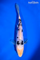 6.75" DOITSU SHIRO BEKKO