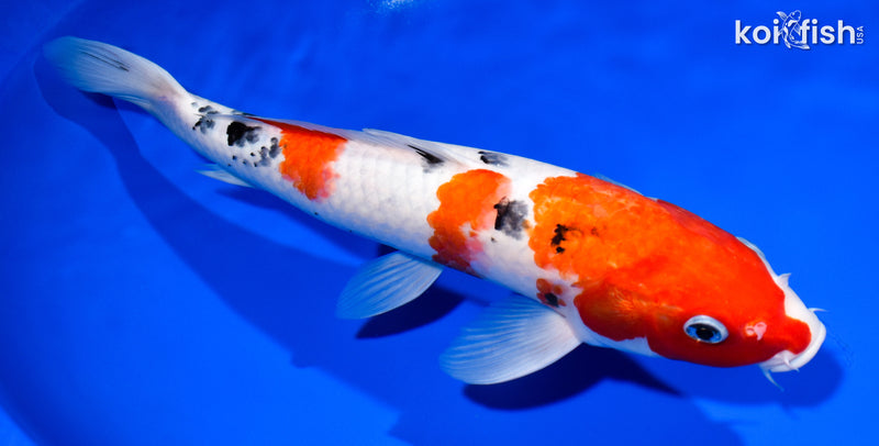 12.75" SANKE