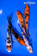 PACK OF (5) 4-5" STANDARD KOI