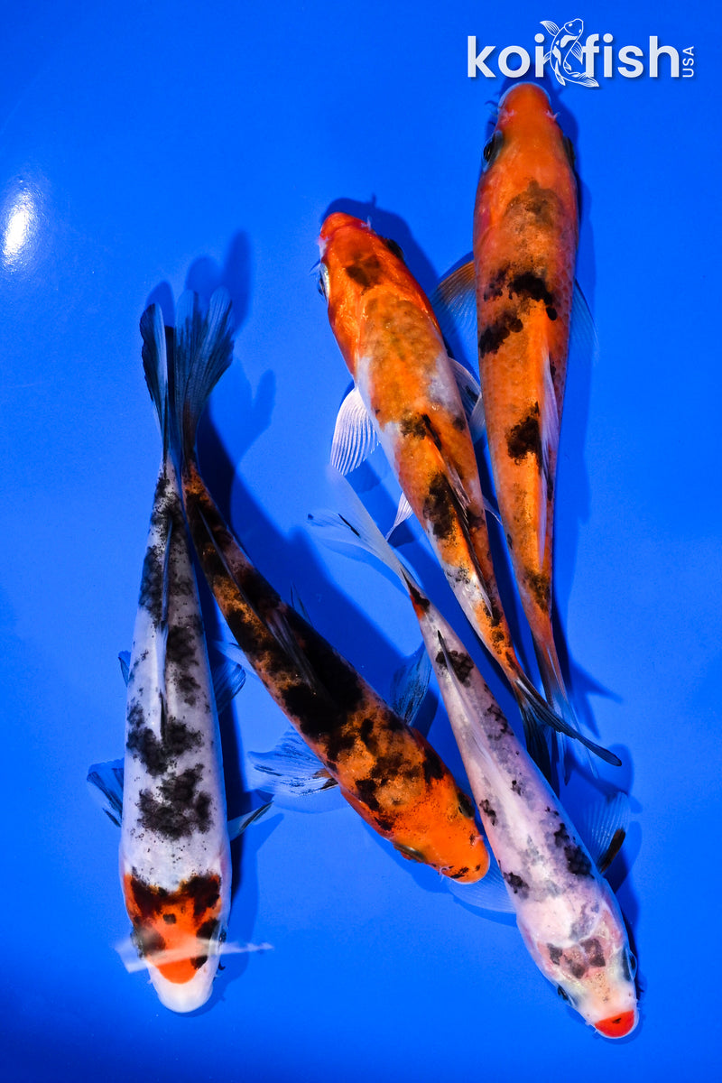 PACK OF (5) 4-5" STANDARD KOI