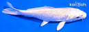 5" PLATINUM OGON
