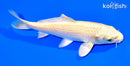6.5" YAMABUKI OGON