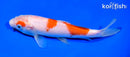 7" KOHAKU