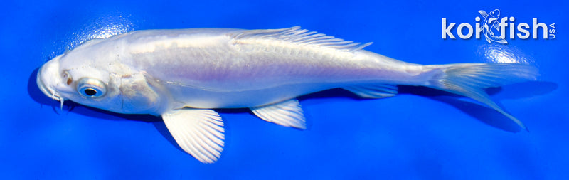 5" DOITSU PLATINUM OGON