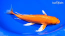 9.25" ORENJI OGON BUTTERFLY
