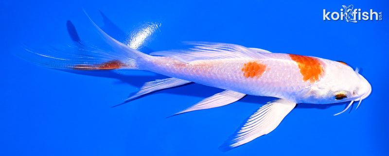 6" HARIWAKE BUTTERFLY