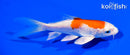 5.25" HARIWAKE BUTTERFLY