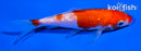 4" GINRIN KOHAKU
