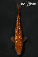 5.25" GINRIN DOITSU CHAGOI