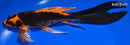 8.75" KIN ORENJI MATSUBA BUTTERFLY