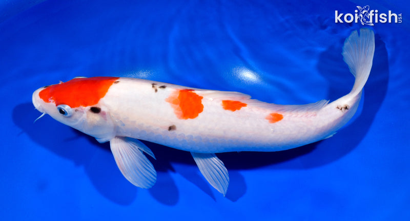 12.5" SANKE