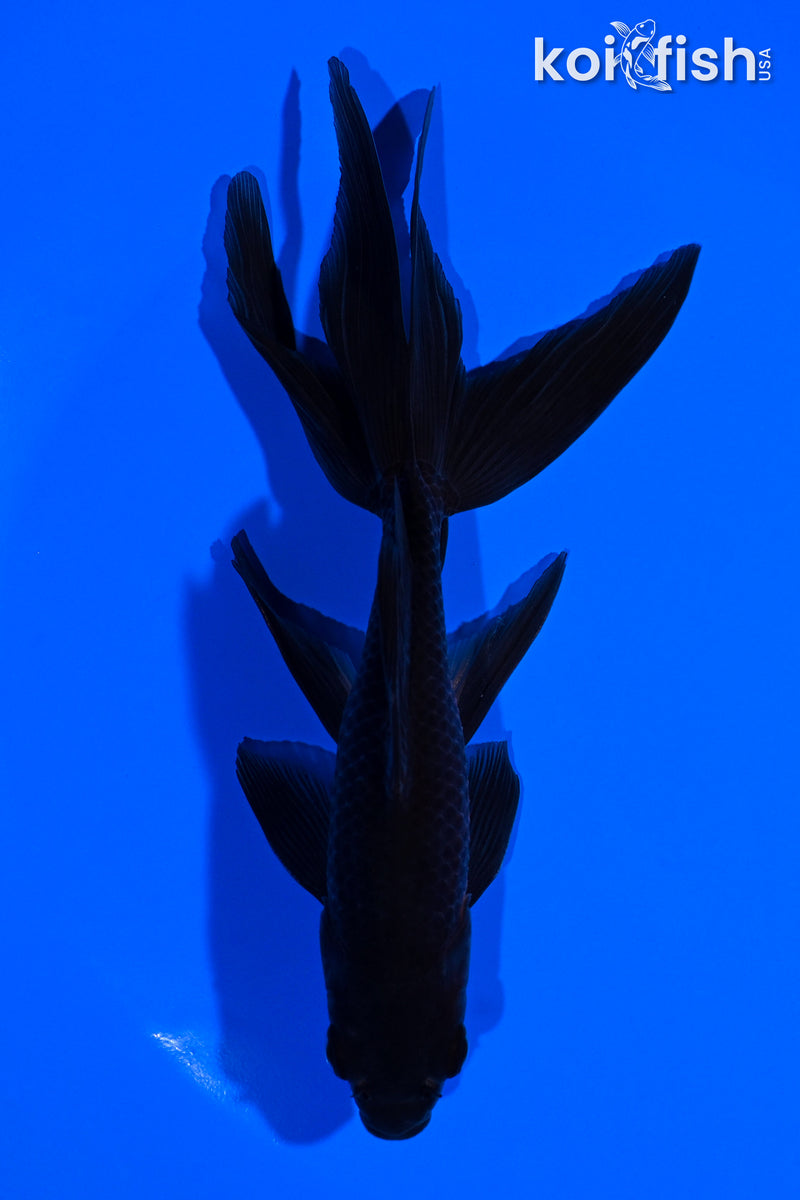 5.75" WATONAI GOLDFISH