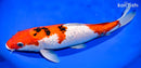14.25" GINRIN SANKE
