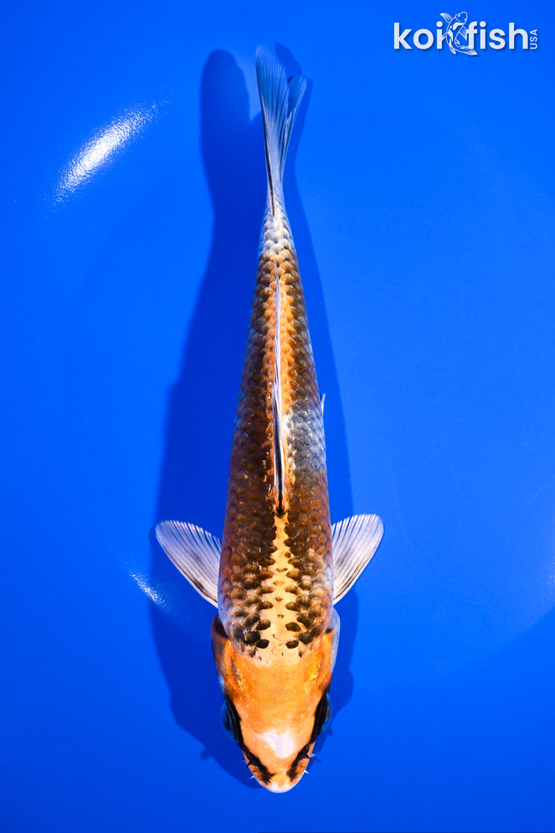 7" KUJAKU