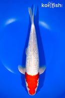 11" GINRIN HOODED KOHAKU