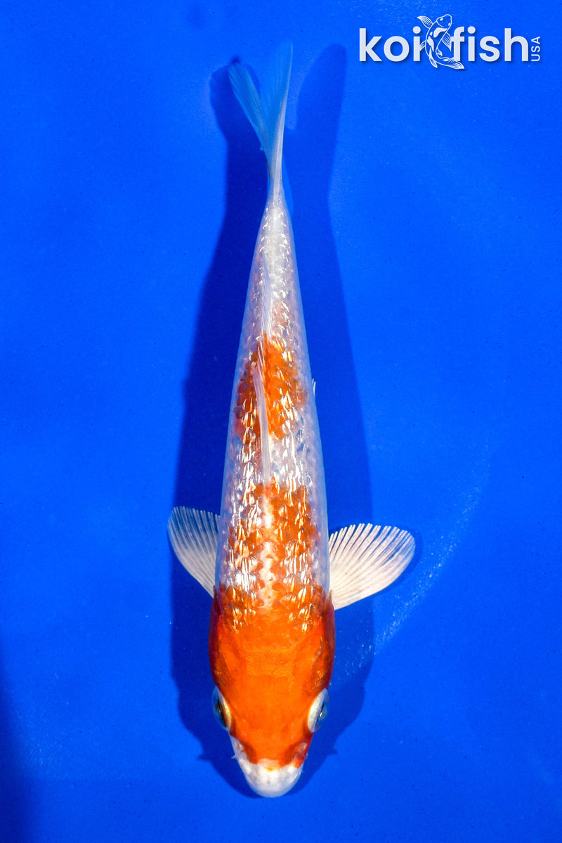 5" GINRIN HARIWAKE