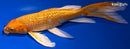 9.5" GINRIN ORENJI OGON BUTTERFLY