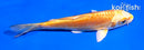 5" DOITSU YAMABUKI OGON