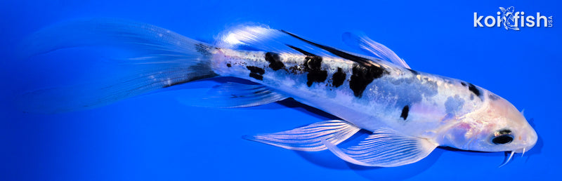 6.5" DOITSU GIN SHIRO BEKKO BUTTERFLY