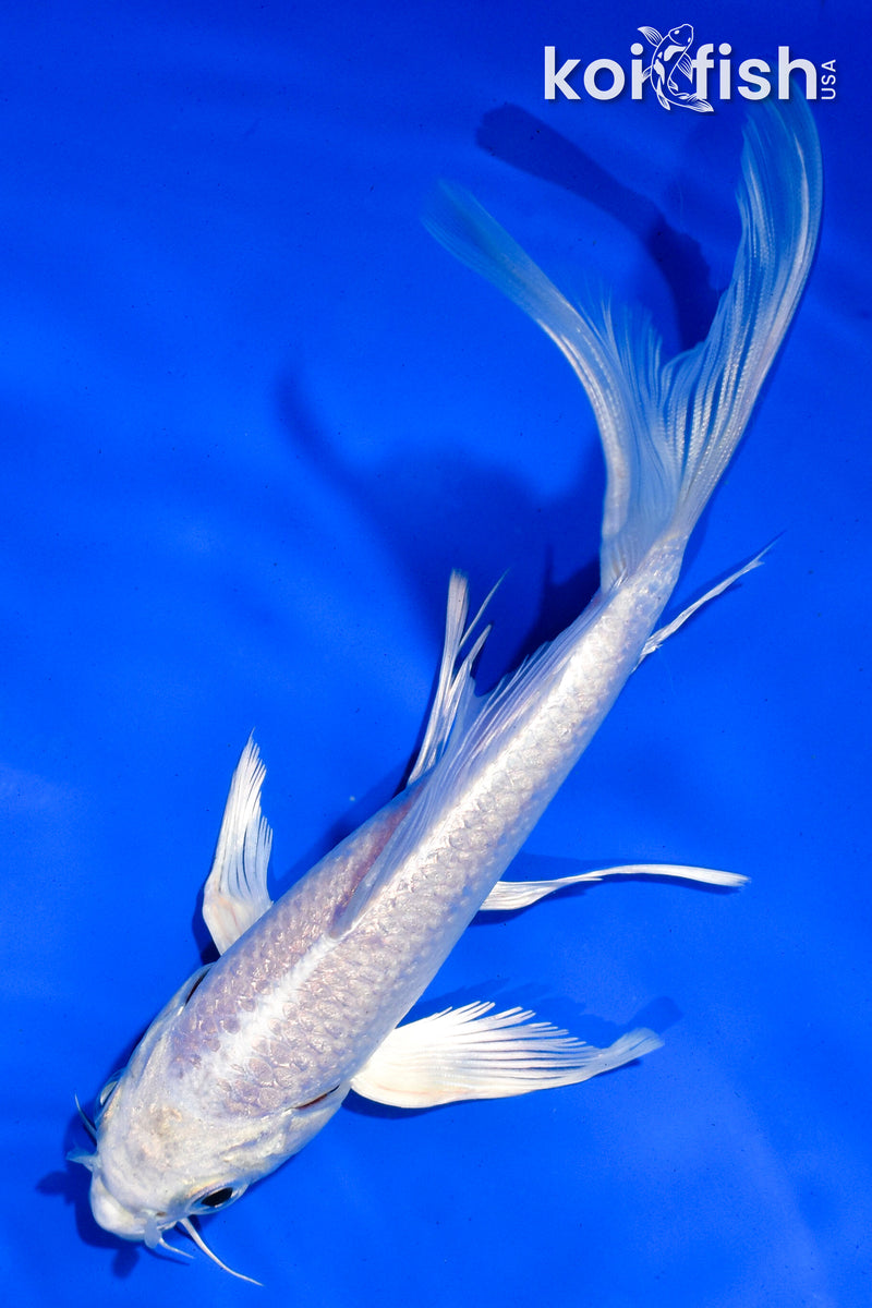 6" PLATINUM OGON BUTTERFLY