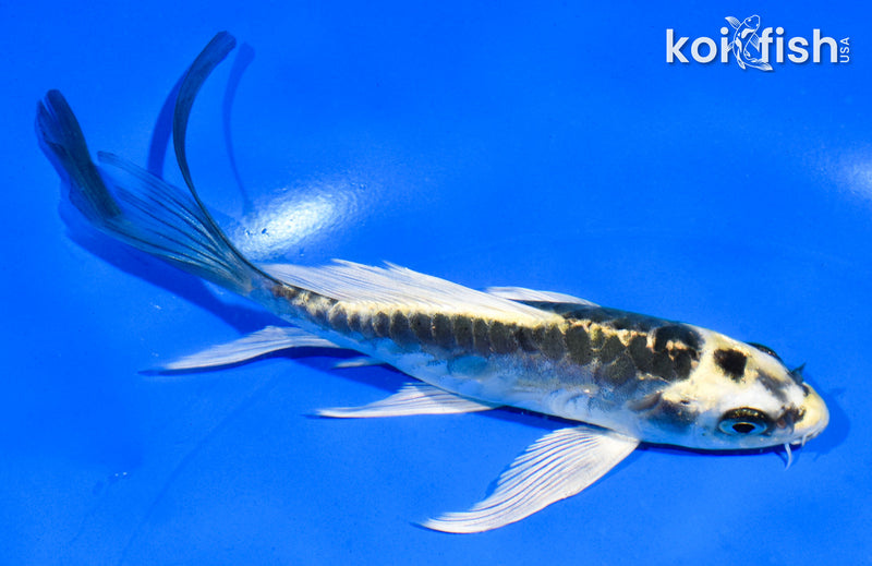 5.5" KIN KIKOKURYU BUTTERFLY