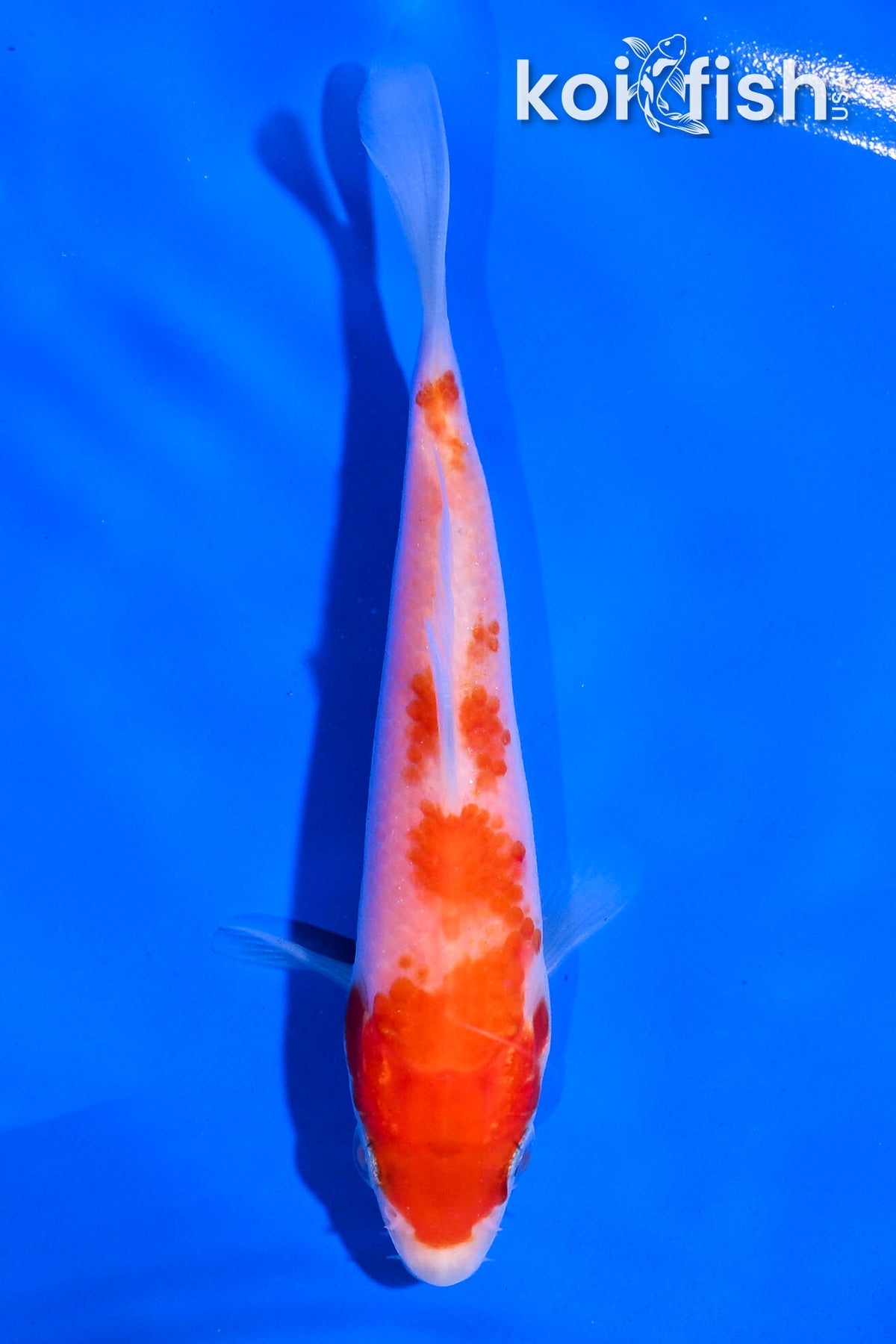 4.5