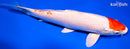 8.25" MARUTEN HARIWAKE