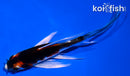 5" KUJAKU BUTTERFLY