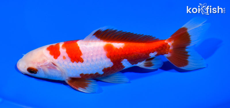 5.75" WAKIN GOLDFISH
