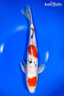 12.5" GINRIN MARUTEN SANKE