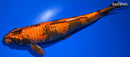 8.5" KIN ORENJI UTSURI
