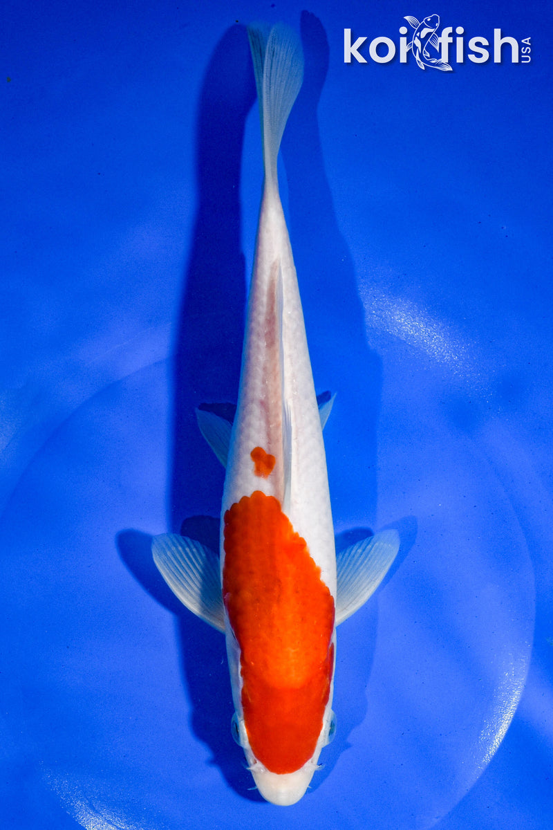 9" KOHAKU